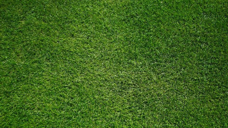 Comment obtenir un gazon parfait dans votre jardin ?